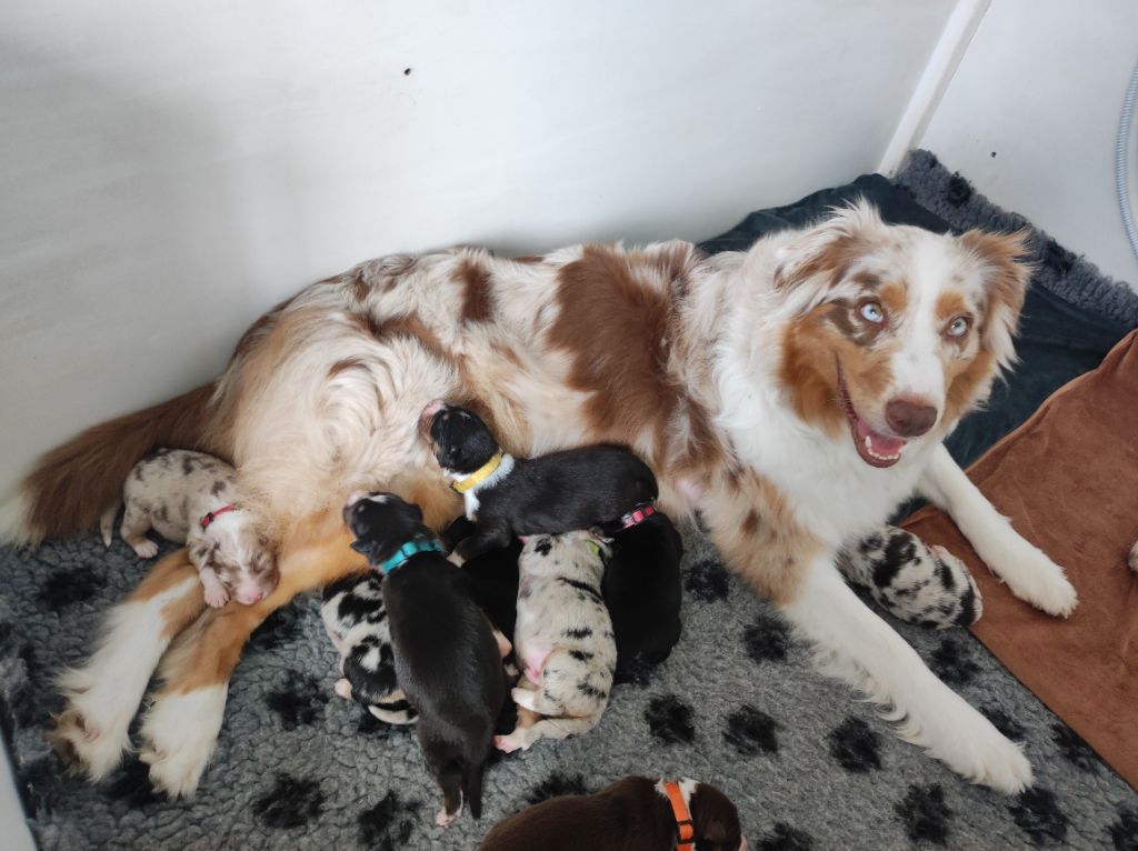 chiots Ulyce et Tyler