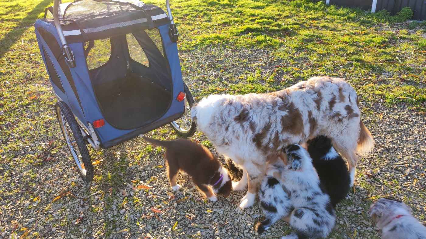 chiots Ollye et Tyler