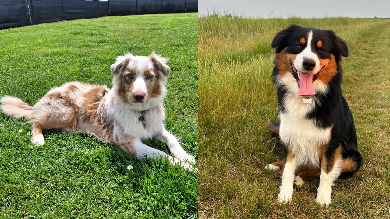 chiots ulyce et tyler