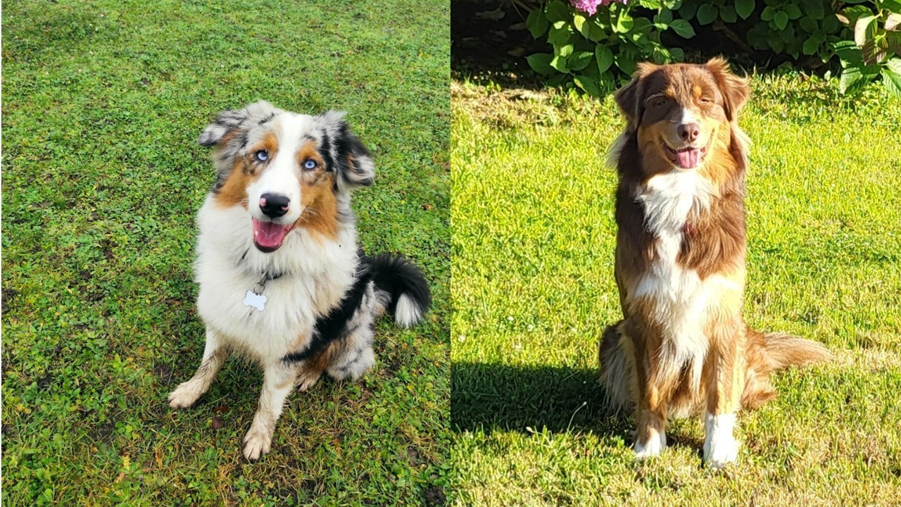 chiots Rubby-Végas