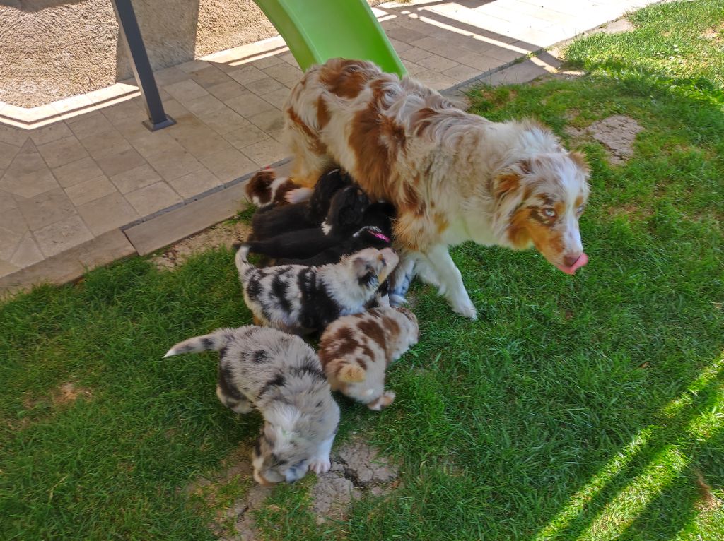 chiots Ulyce et Tyler