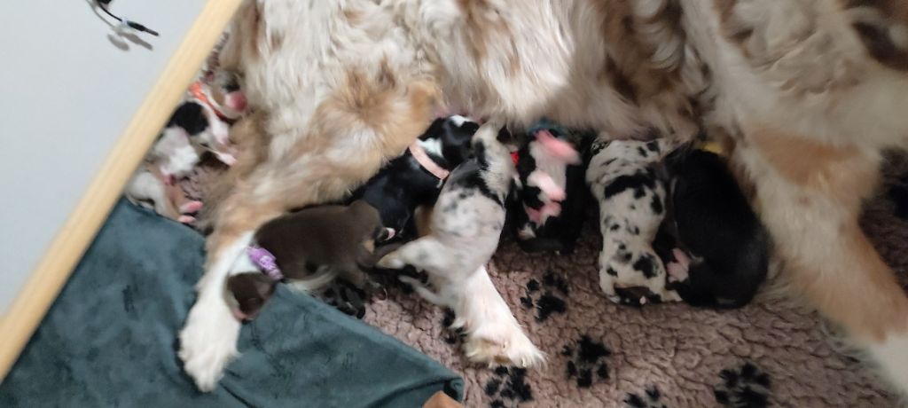 chiots Ollye et Tyler