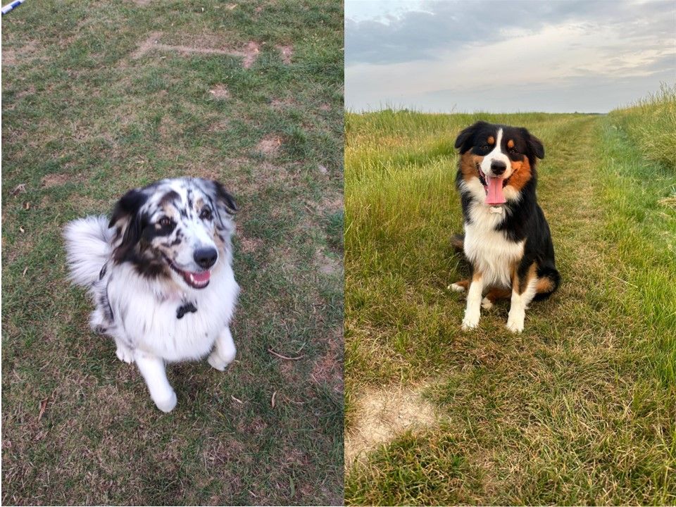 chiots de Sally et Tyler
