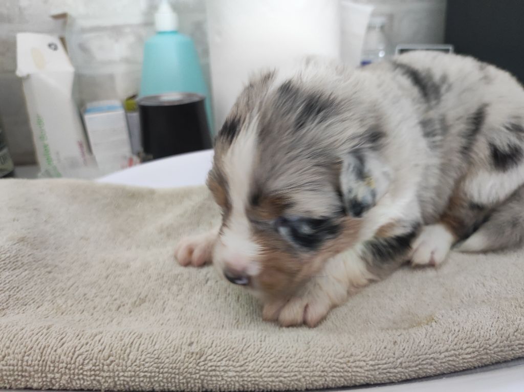 du Domaine de la Tineliere - Chiots disponibles - Berger Australien