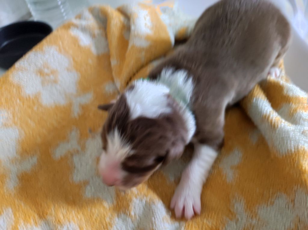 du Domaine de la Tineliere - Chiots disponibles - Berger Australien