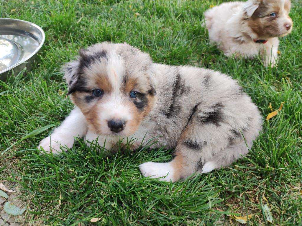 du Domaine de la Tineliere - Chiots disponibles - Berger Australien