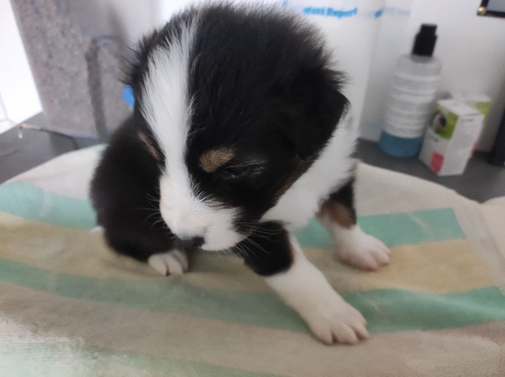 du Domaine de la Tineliere - Chiots disponibles - Berger Australien