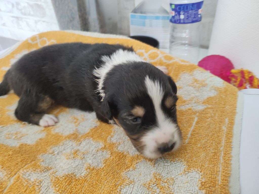du Domaine de la Tineliere - Chiots disponibles - Berger Australien