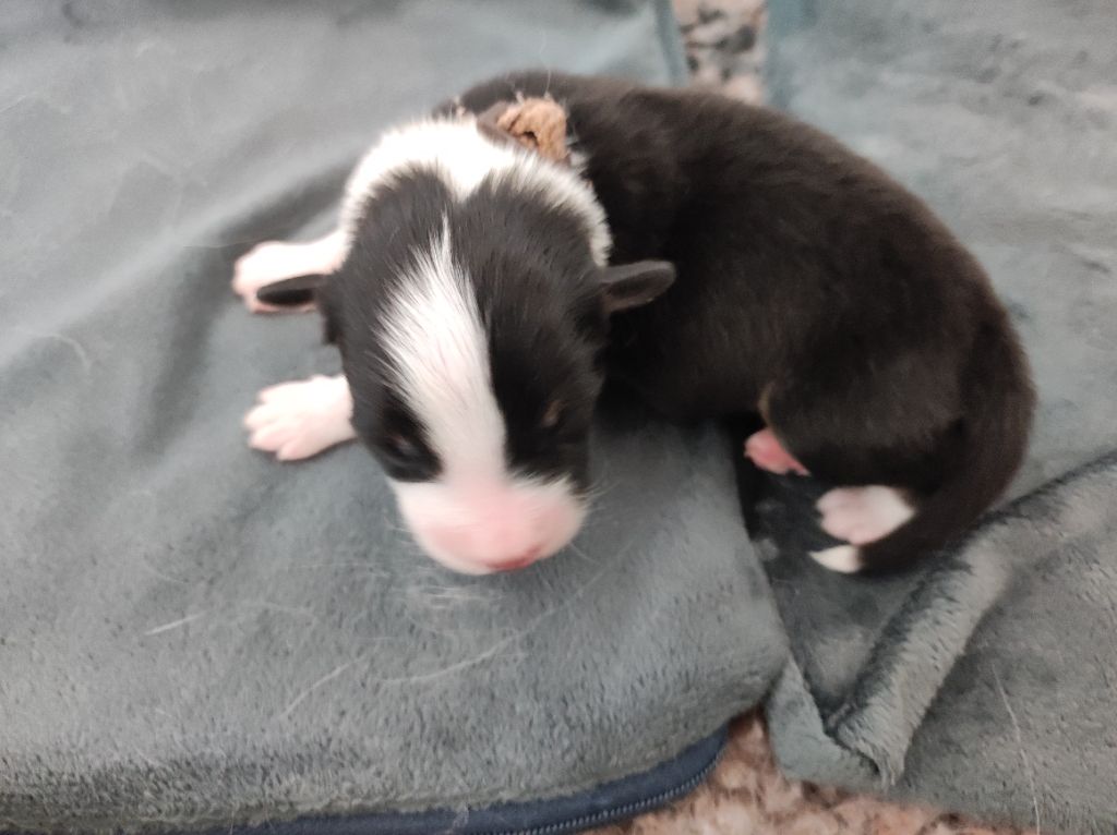 du Domaine de la Tineliere - Chiots disponibles - Berger Australien