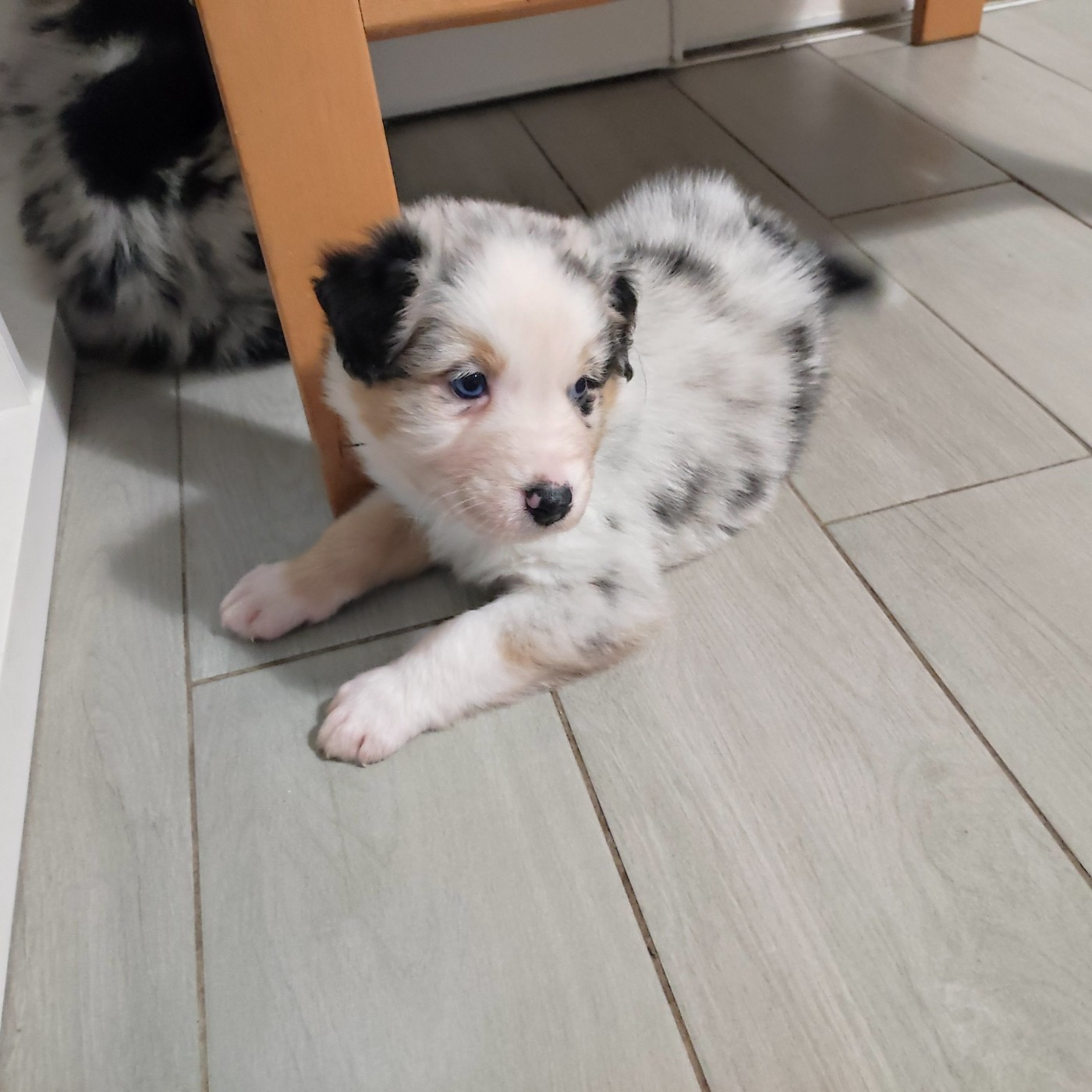 du Domaine de la Tineliere - Chiots disponibles - Berger Australien