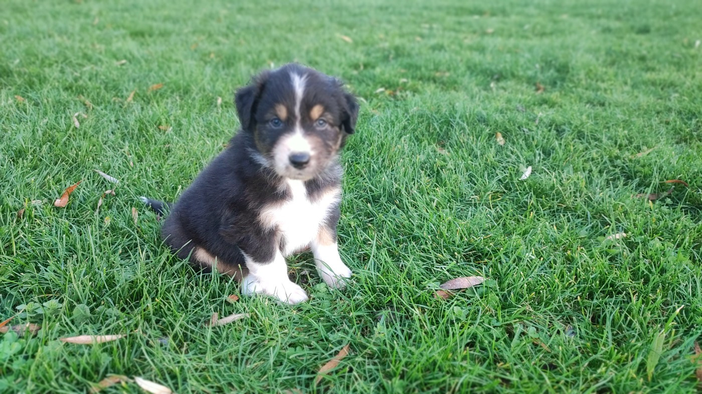 du Domaine de la Tineliere - Chiots disponibles - Berger Australien