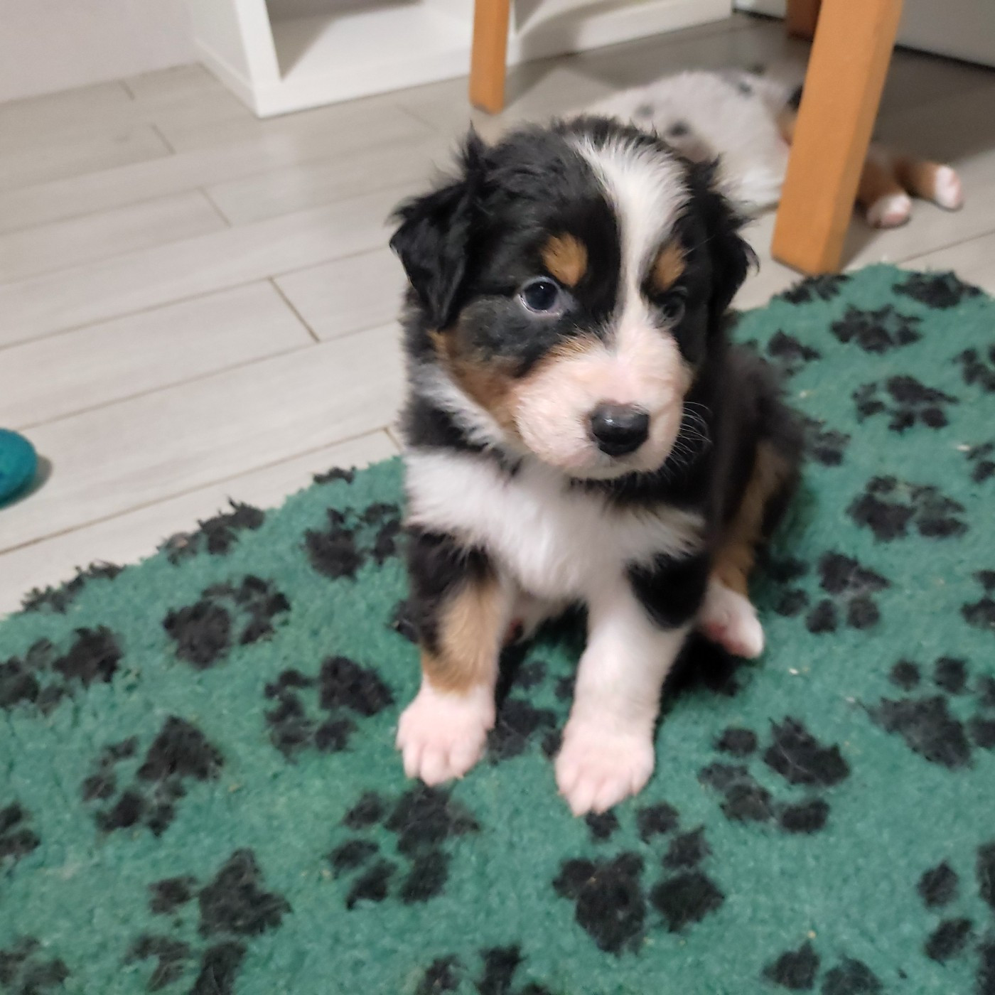 du Domaine de la Tineliere - Chiots disponibles - Berger Australien