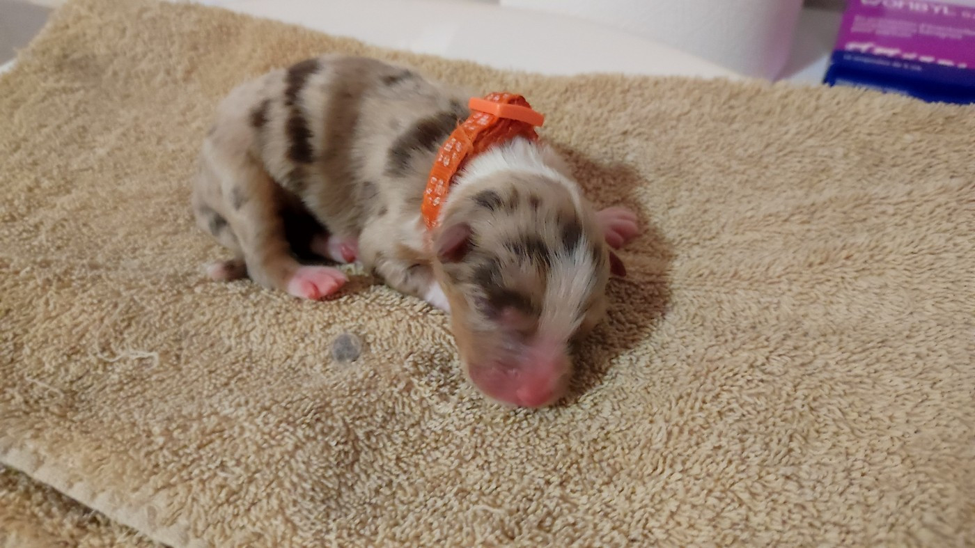 du Domaine de la Tineliere - Chiots disponibles - Berger Australien