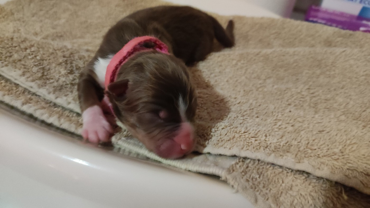 du Domaine de la Tineliere - Chiots disponibles - Berger Australien