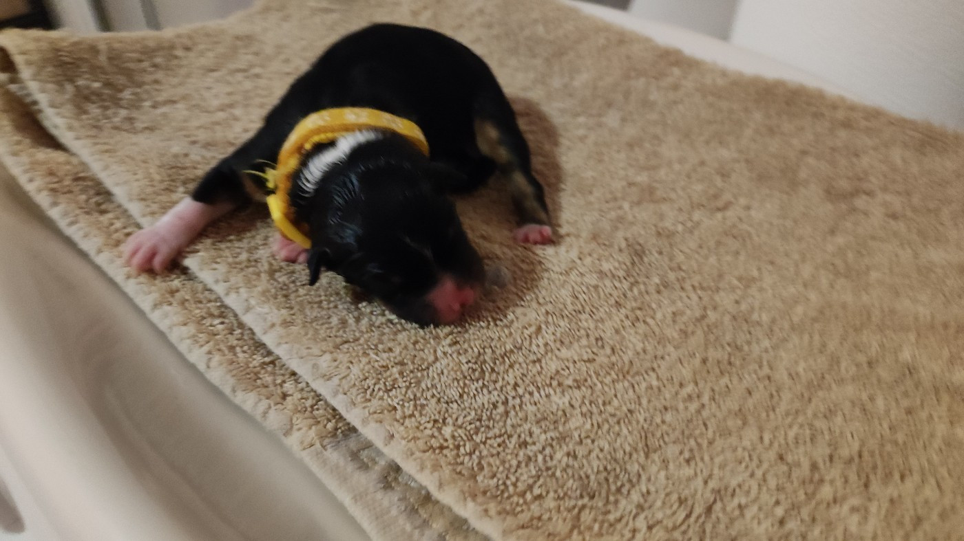 du Domaine de la Tineliere - Chiots disponibles - Berger Australien