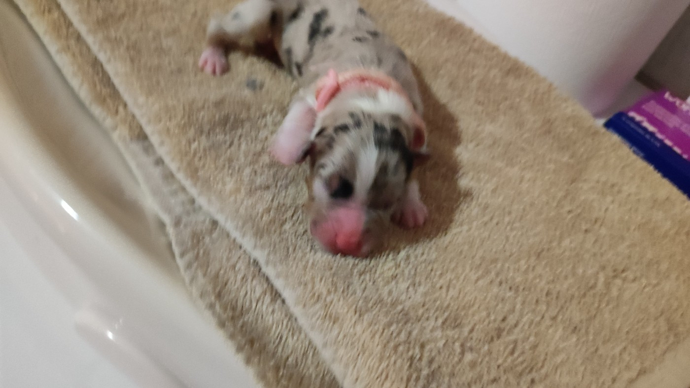 du Domaine de la Tineliere - Chiots disponibles - Berger Australien