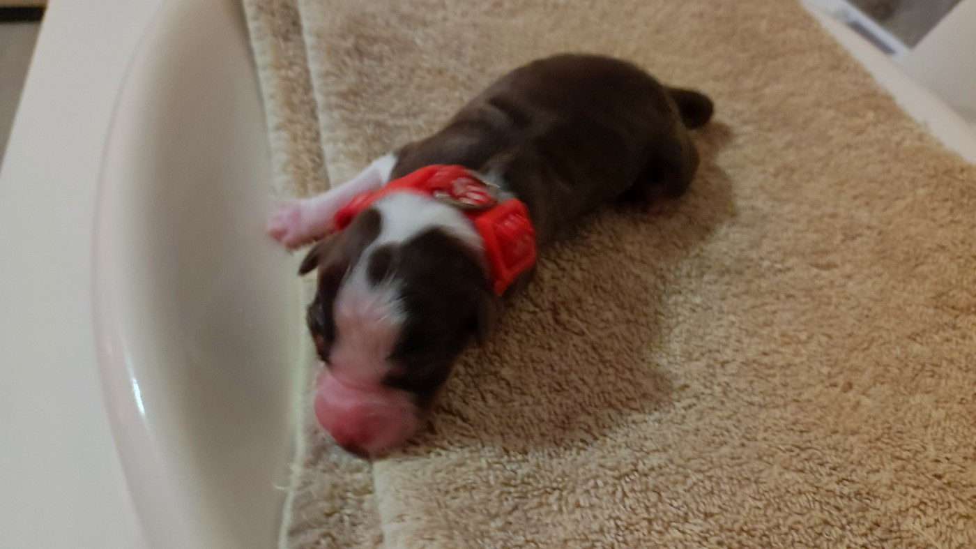 du Domaine de la Tineliere - Chiots disponibles - Berger Australien