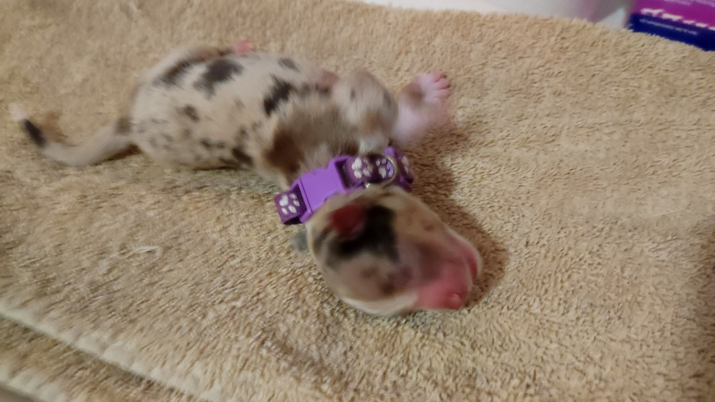 du Domaine de la Tineliere - Chiots disponibles - Berger Australien