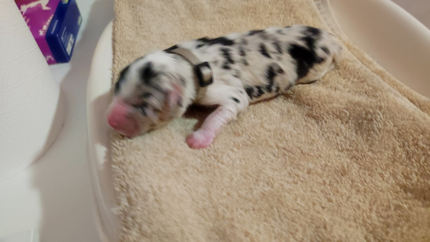 du Domaine de la Tineliere - Chiots disponibles - Berger Australien