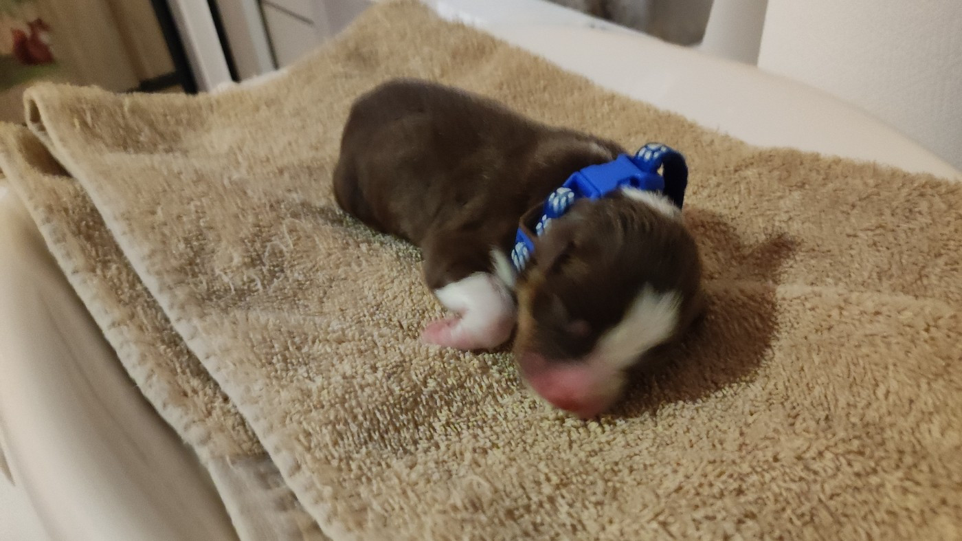 du Domaine de la Tineliere - Chiots disponibles - Berger Australien