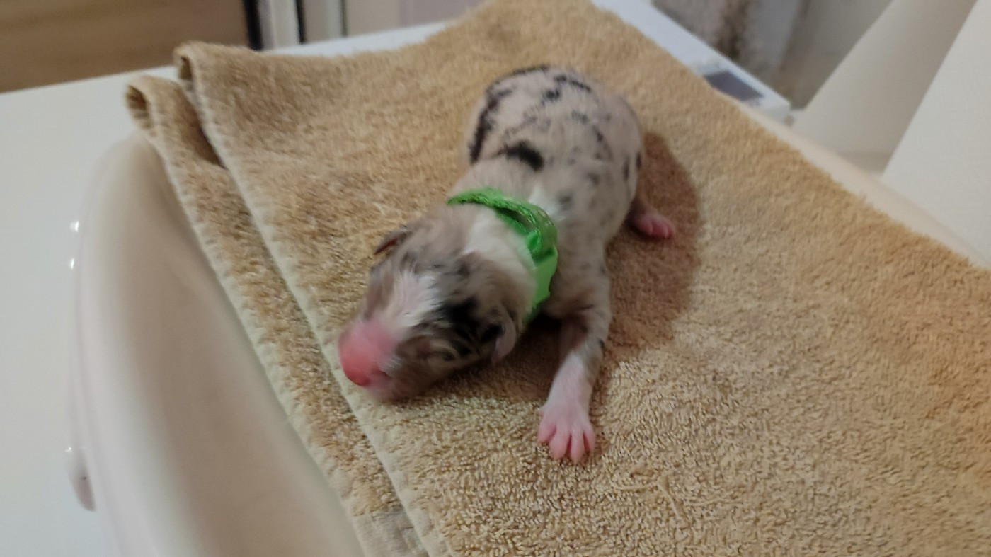 du Domaine de la Tineliere - Chiots disponibles - Berger Australien