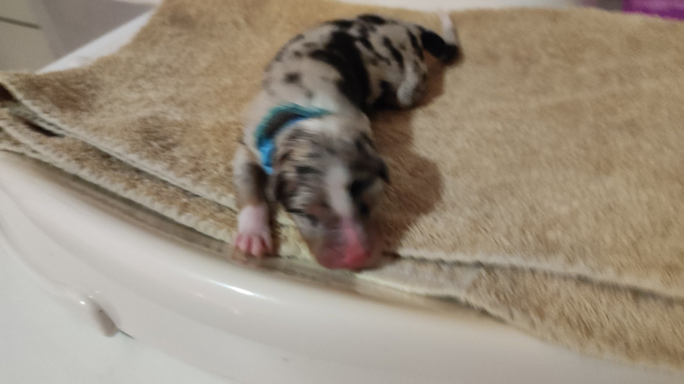 du Domaine de la Tineliere - Chiots disponibles - Berger Australien