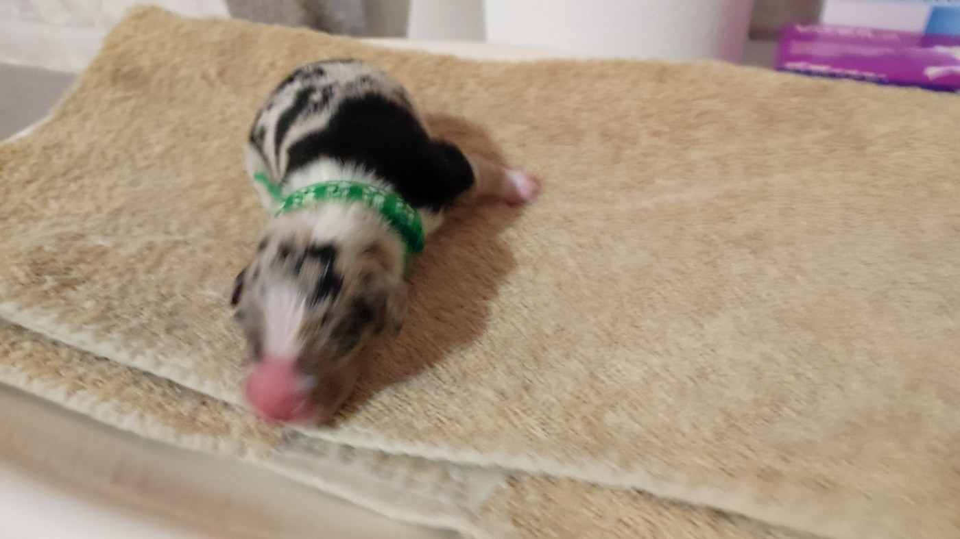 du Domaine de la Tineliere - Chiots disponibles - Berger Australien