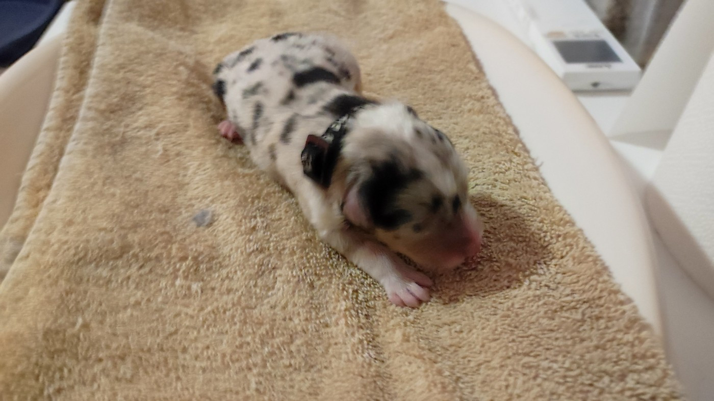 du Domaine de la Tineliere - Chiots disponibles - Berger Australien