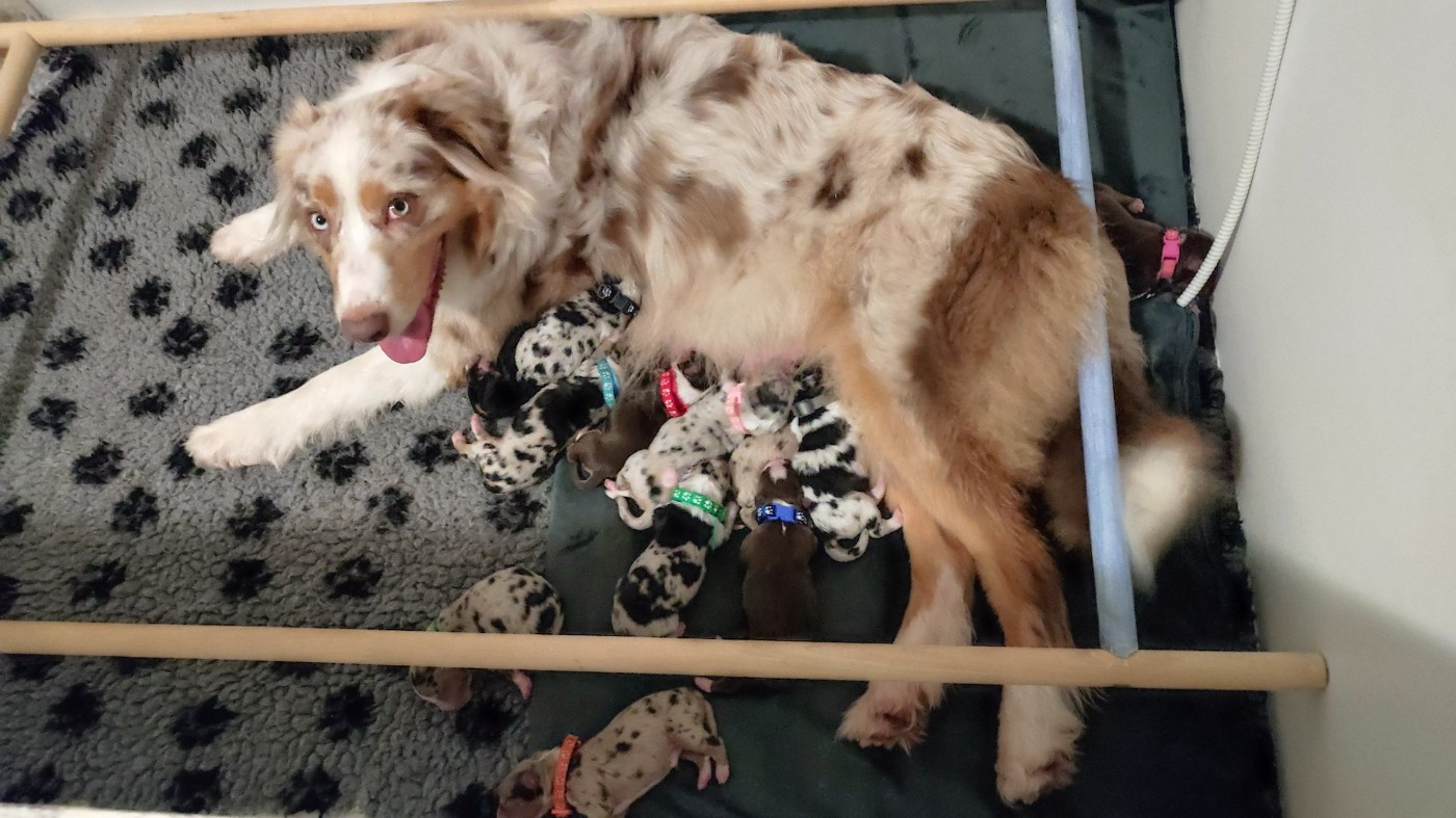 Chiot Berger Australien du Domaine de la Tineliere