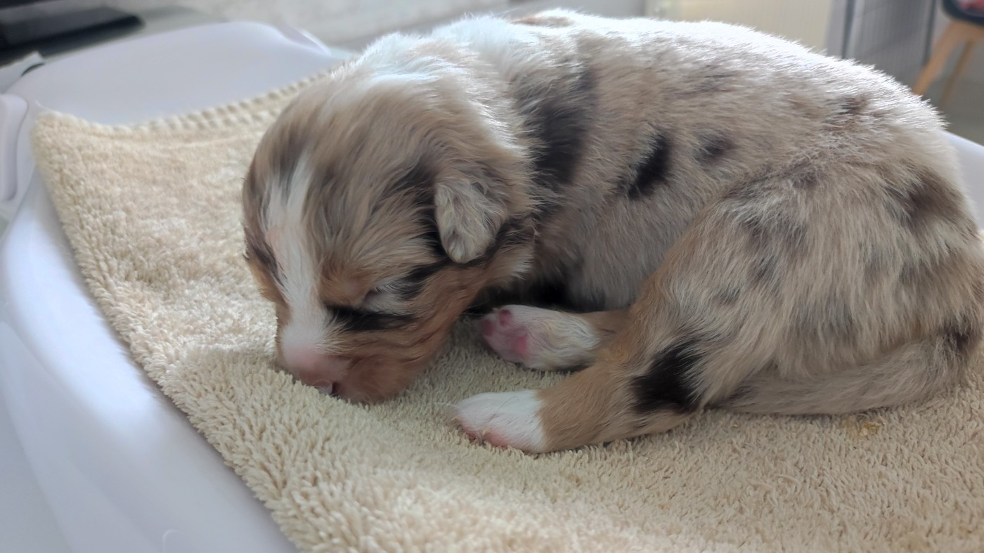 du Domaine de la Tineliere - Chiots disponibles - Berger Australien