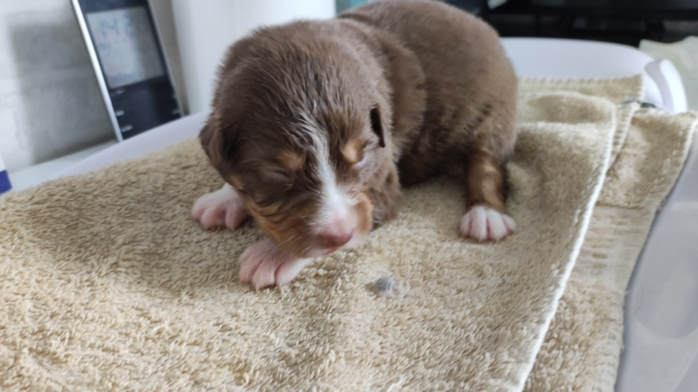 du Domaine de la Tineliere - Chiots disponibles - Berger Australien