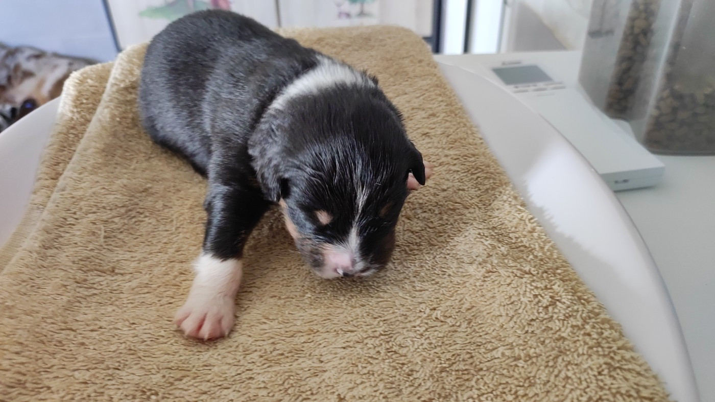 du Domaine de la Tineliere - Chiots disponibles - Berger Australien