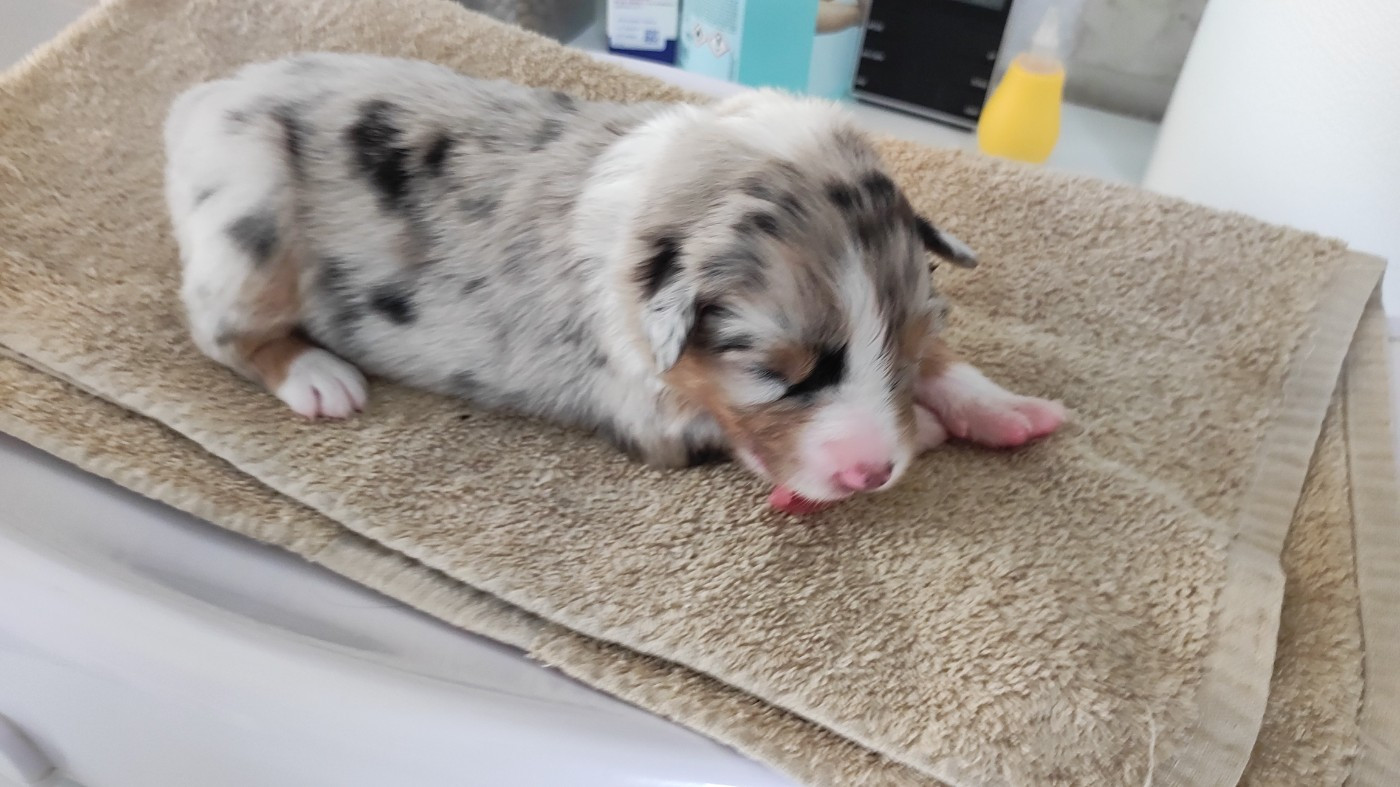 du Domaine de la Tineliere - Chiots disponibles - Berger Australien