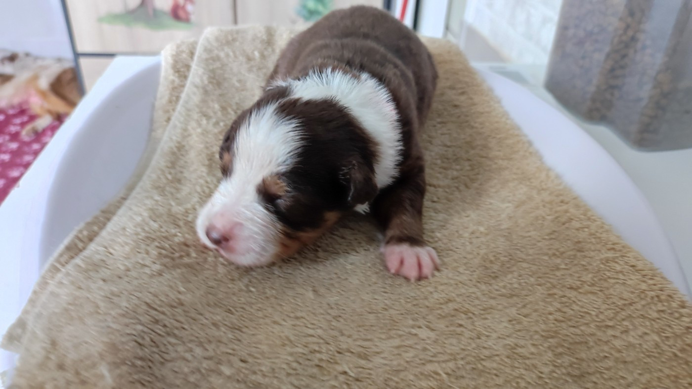 du Domaine de la Tineliere - Chiots disponibles - Berger Australien