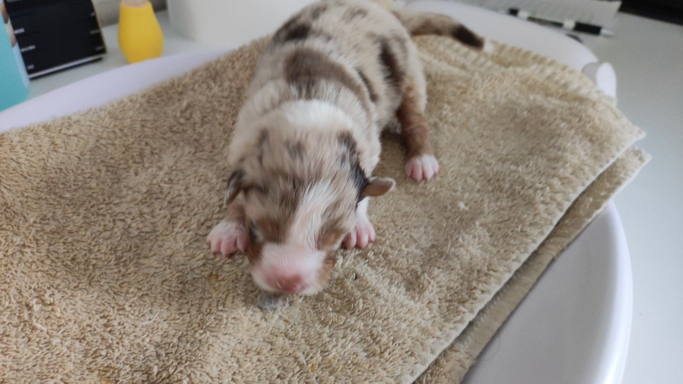 du Domaine de la Tineliere - Chiots disponibles - Berger Australien