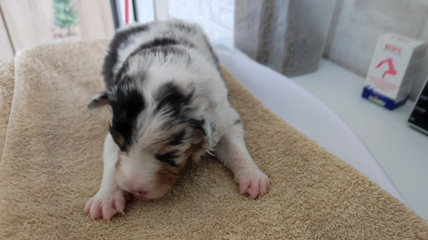 du Domaine de la Tineliere - Chiots disponibles - Berger Australien