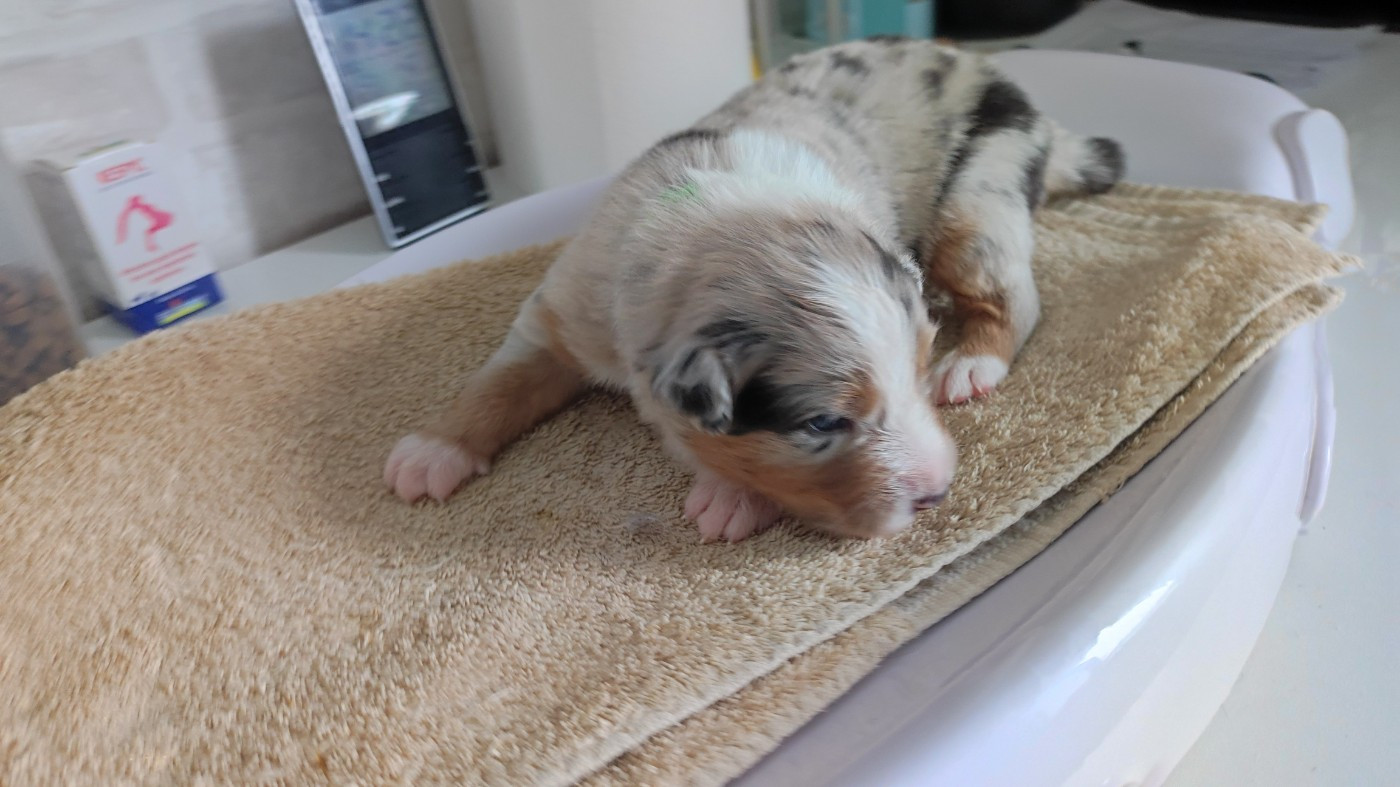 du Domaine de la Tineliere - Chiots disponibles - Berger Australien