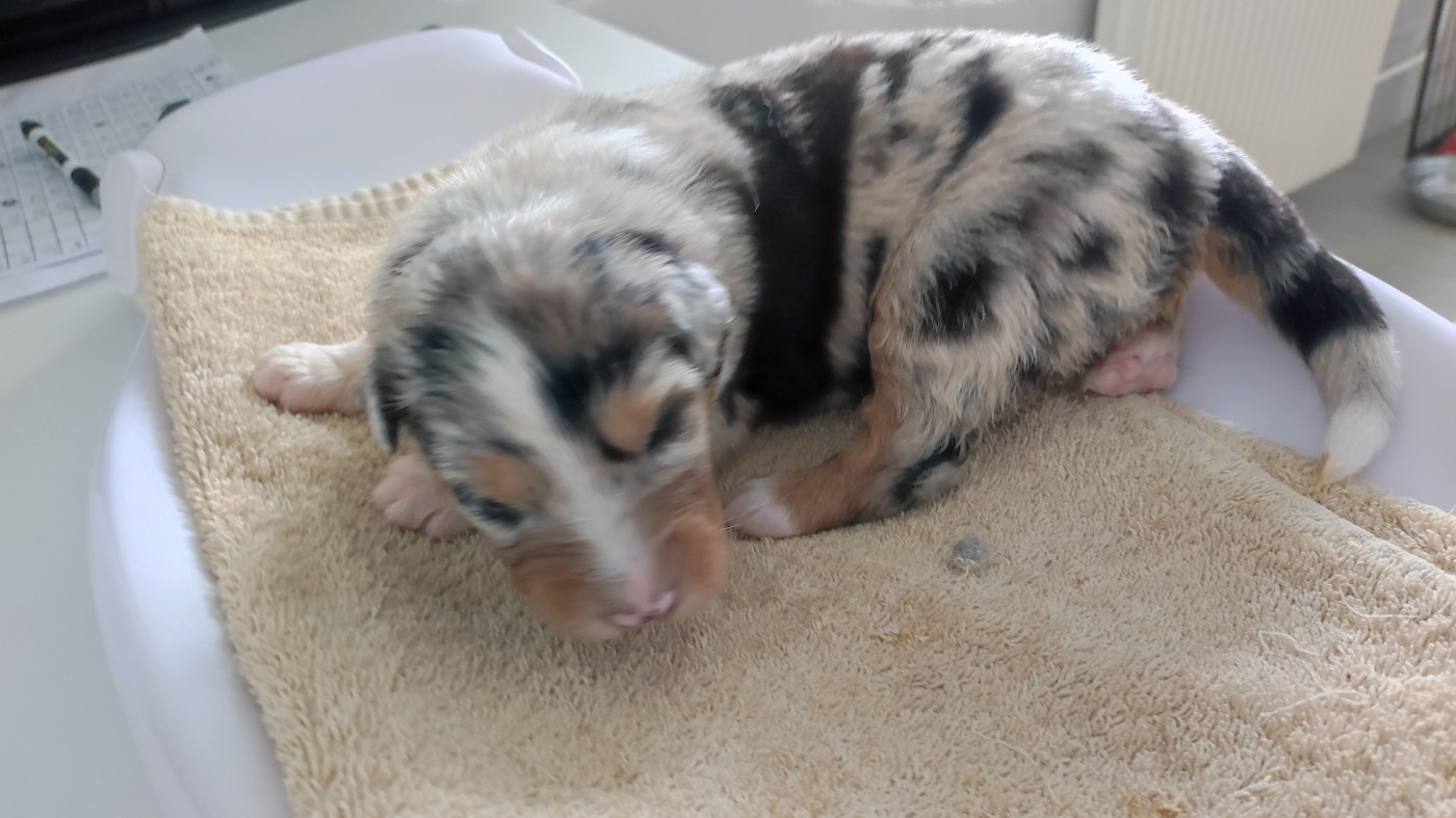 du Domaine de la Tineliere - Chiots disponibles - Berger Australien