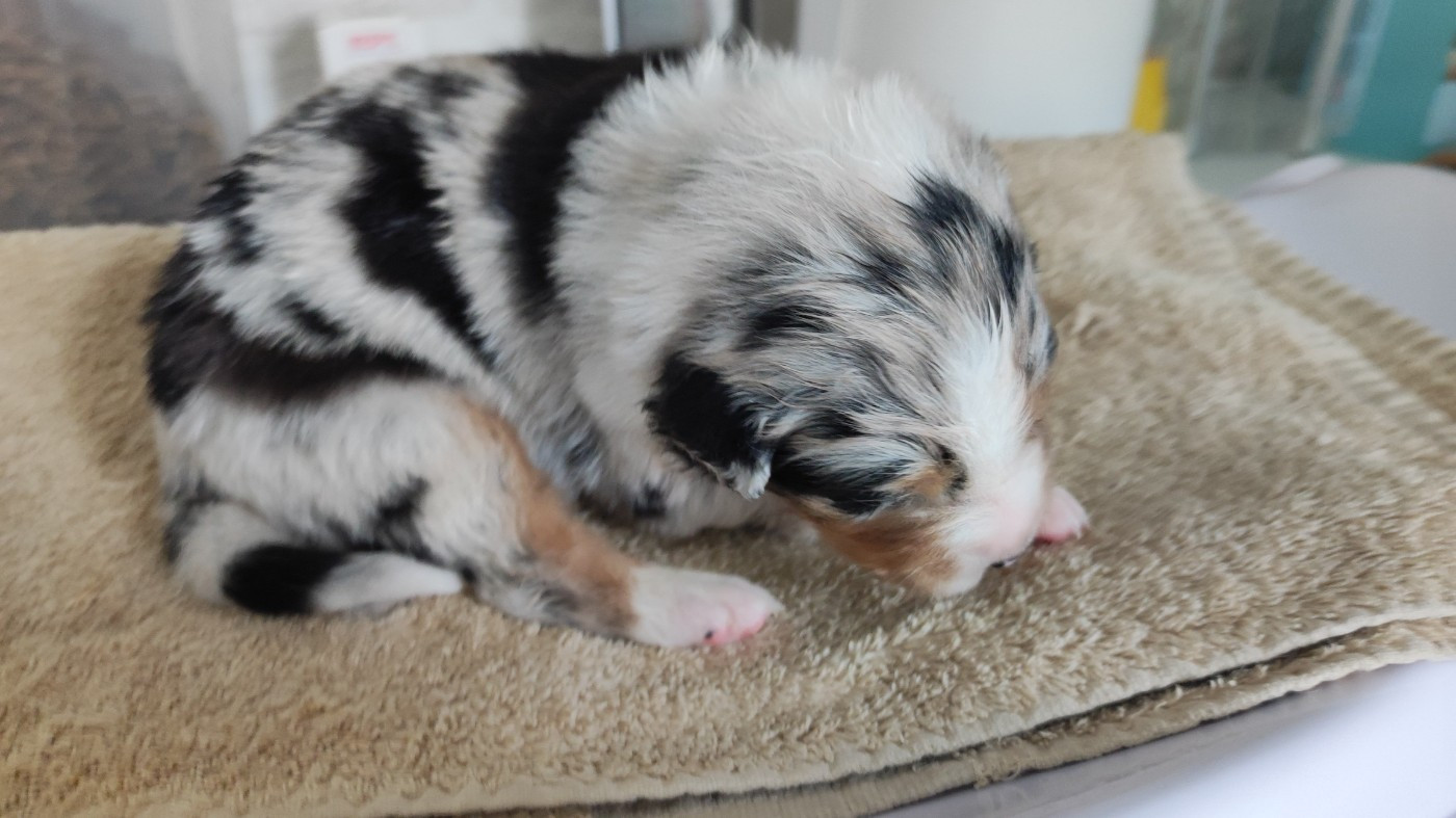 du Domaine de la Tineliere - Chiots disponibles - Berger Australien