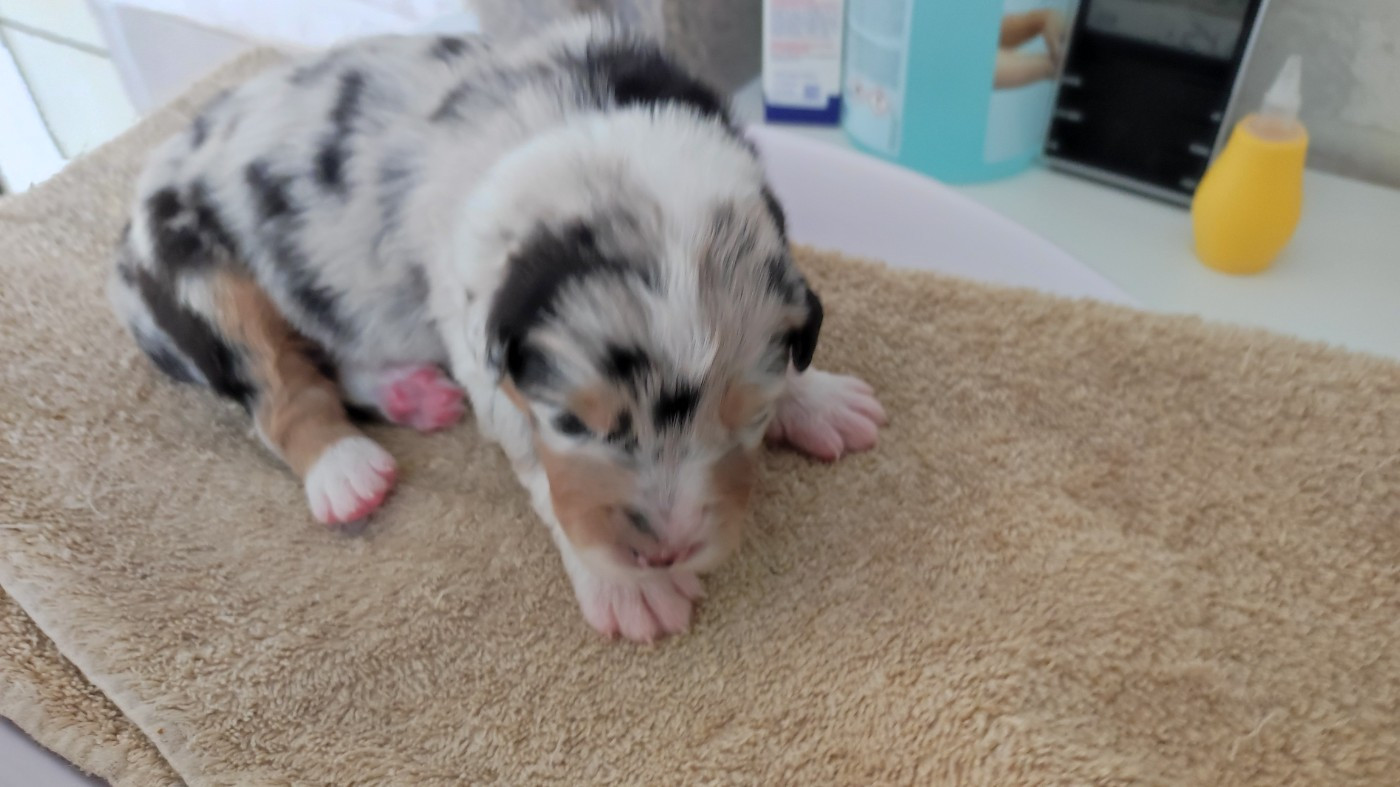 du Domaine de la Tineliere - Chiots disponibles - Berger Australien