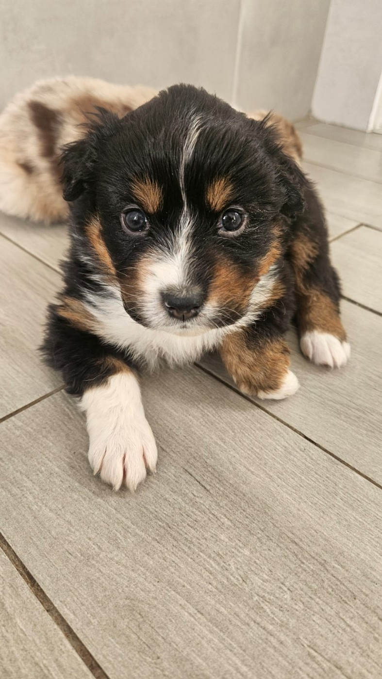 du Domaine de la Tineliere - Chiots disponibles - Berger Australien