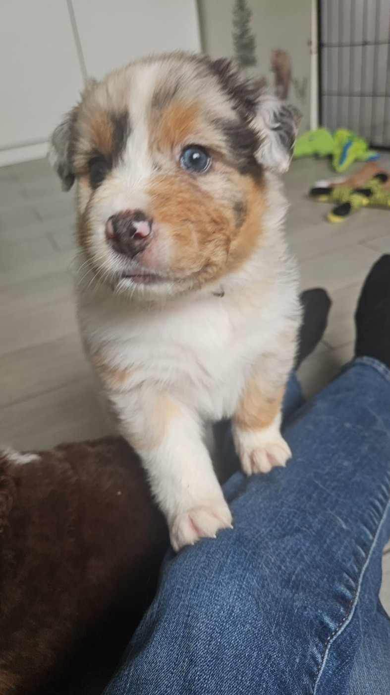 du Domaine de la Tineliere - Chiots disponibles - Berger Australien