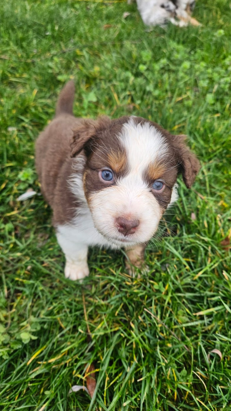 du Domaine de la Tineliere - Chiots disponibles - Berger Australien