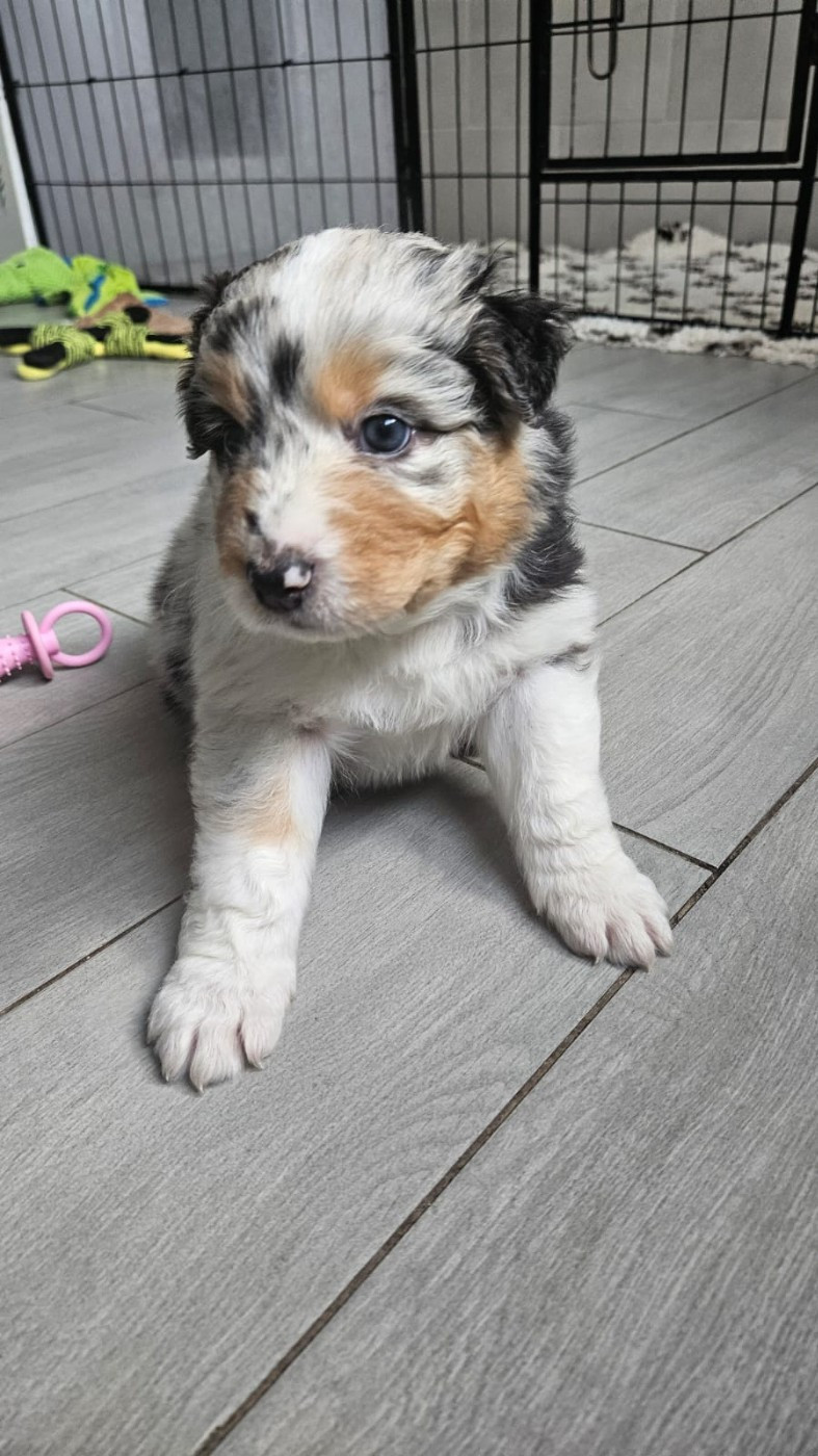 du Domaine de la Tineliere - Chiots disponibles - Berger Australien