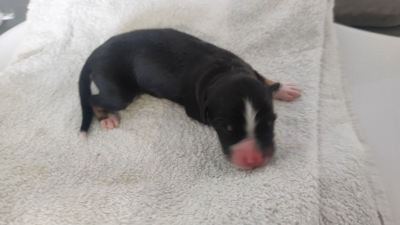 du Domaine de la Tineliere - Chiots disponibles - Berger Australien