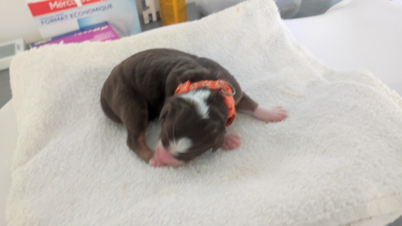 du Domaine de la Tineliere - Chiots disponibles - Berger Australien