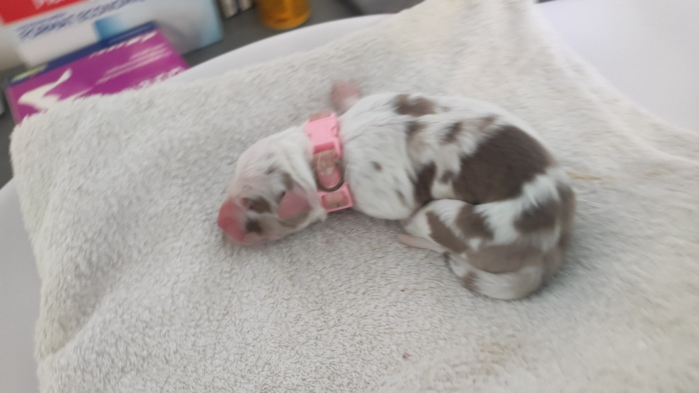 du Domaine de la Tineliere - Chiots disponibles - Berger Australien