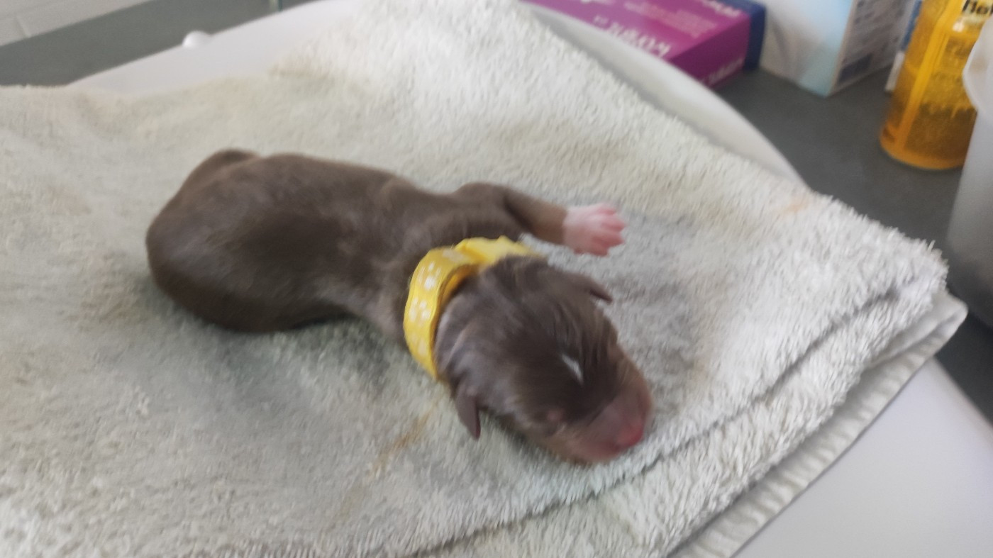 du Domaine de la Tineliere - Chiots disponibles - Berger Australien