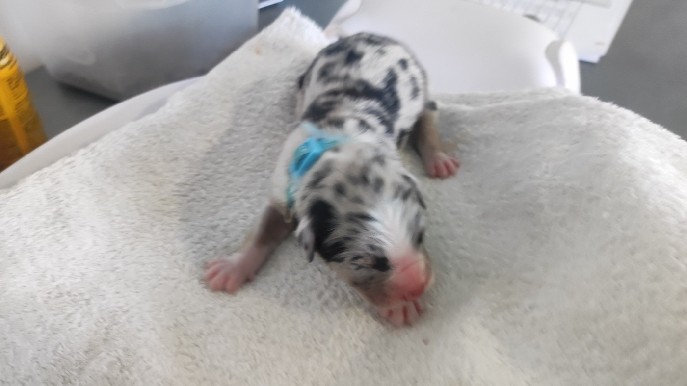 du Domaine de la Tineliere - Chiots disponibles - Berger Australien