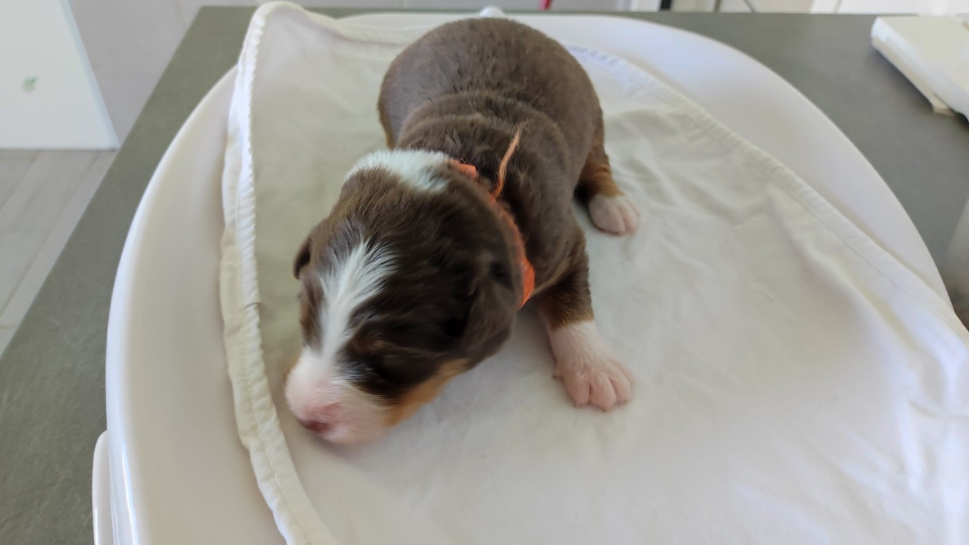 du Domaine de la Tineliere - Chiots disponibles - Berger Australien